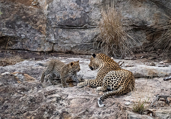 141 Leopard  (Panthera pardus) - KNP South Africa