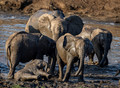 089 African Bush Elephants (Loxodonta africana) - KNP South Africa