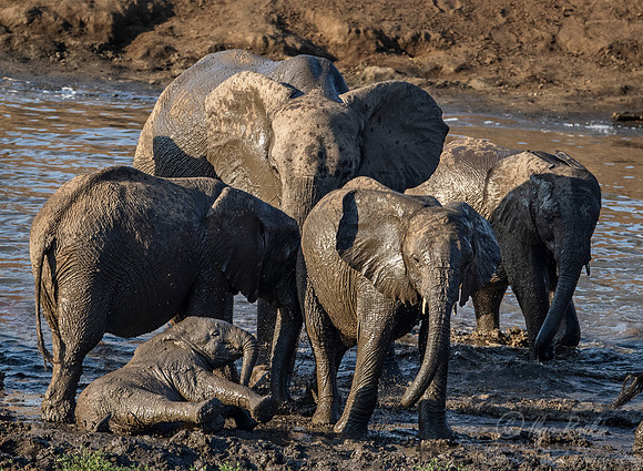 089 African Bush Elephants (Loxodonta africana) - KNP South Africa
