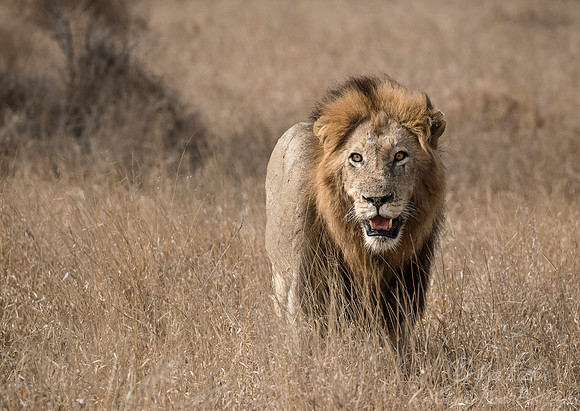 138 Lion (Panthera leo) - KNP South Africa
