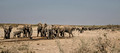 078 African Bush Elephants (Loxodonta africana) - KNP South Africa