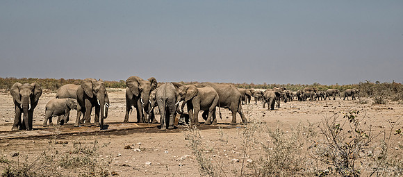078 African Bush Elephants (Loxodonta africana) - KNP South Africa