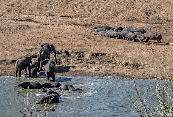 092 African Bush Elephants (Loxodonta africana) - KNP South Africa