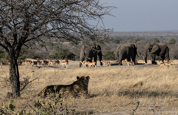 148 Lions (Panthera leo) - KNP South Africa