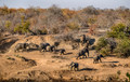 077 African Bush Elephants (Loxodonta africana) - KNP South Africa