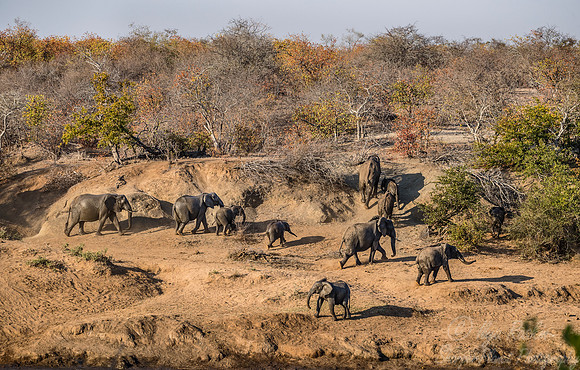 077 African Bush Elephants (Loxodonta africana) - KNP South Africa