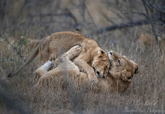 151 Lion and a cub playing (Panthera leo) - KNP South Africa