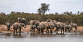 085 African Bush Elephants (Loxodonta africana) - KNP South Africa