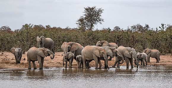 085 African Bush Elephants (Loxodonta africana) - KNP South Africa