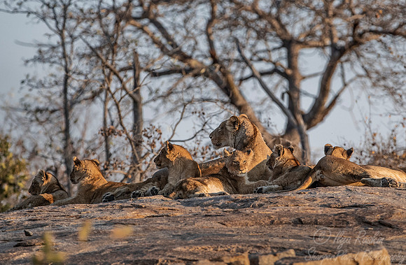 146 Lions (Panthera leo) - KNP South Africa