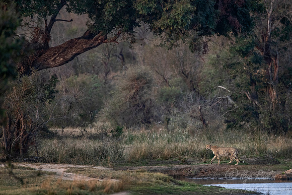 163 Cheetah (Acinonyx jubatus) - KNP South Africa