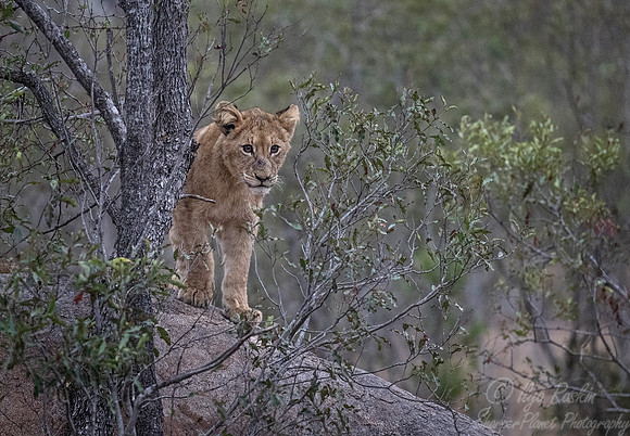 140 Lion (Panthera leo) - KNP South Africa