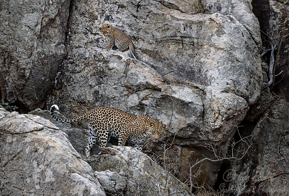 144 Leopard  (Panthera pardus) - KNP South Africa