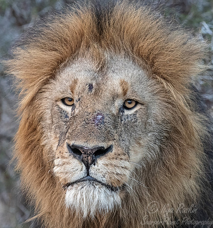 134 Lion (Panthera leo) - KNP South Africa