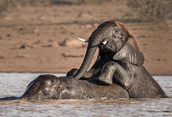 090 African Bush Elephants (Loxodonta africana) - KNP South Africa