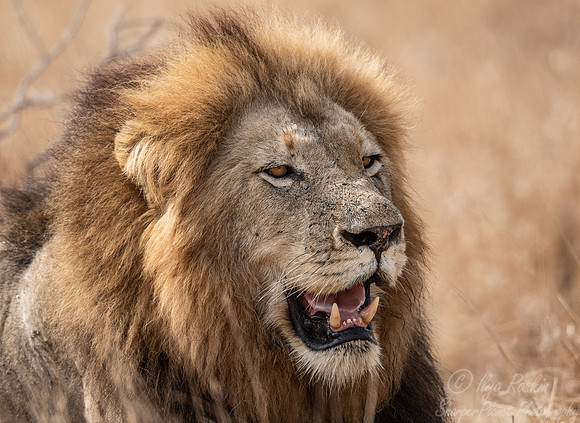 135 Lion (Panthera leo) - KNP South Africa