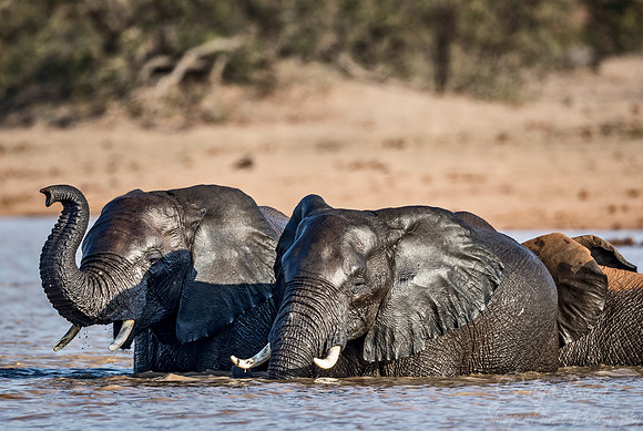 091 African Bush Elephants (Loxodonta africana) - KNP South Africa