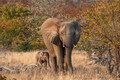 087 African Bush Elephants (Loxodonta africana) - KNP South Africa