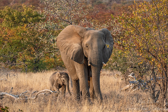 087 African Bush Elephants (Loxodonta africana) - KNP South Africa