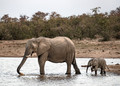 084 African Bush Elephants (Loxodonta africana) - KNP South Africa