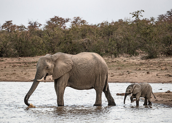 084 African Bush Elephants (Loxodonta africana) - KNP South Africa