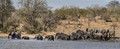 073 African Bush Elephants (Loxodonta africana) - KNP South Africa