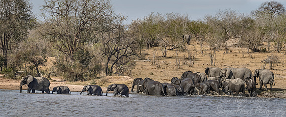 073 African Bush Elephants (Loxodonta africana) - KNP South Africa