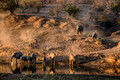 076 African Bush Elephants (Loxodonta africana) - KNP South Africa