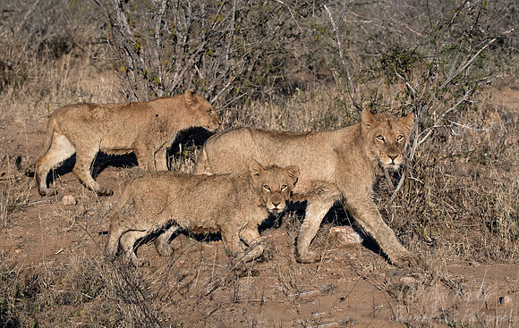 142 Lions (Panthera leo) - KNP South Africa