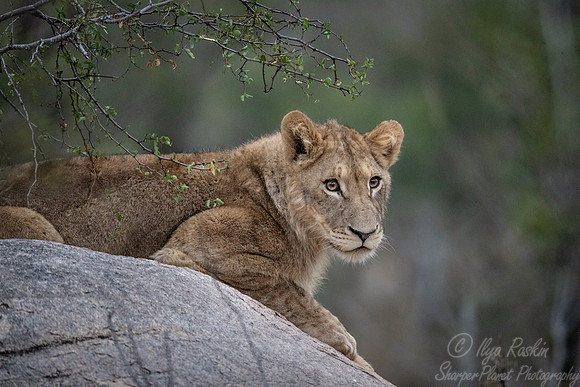 141 Lion (Panthera leo) - KNP South Africa