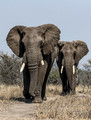 081 African Bush Elephants (Loxodonta africana) - KNP South Africa