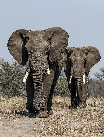 081 African Bush Elephants (Loxodonta africana) - KNP South Africa