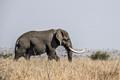 079 African Bush Elephant (Loxodonta africana) - KNP South Africa
