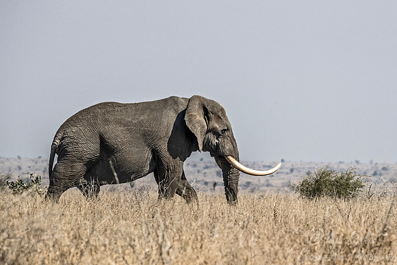 079 African Bush Elephant (Loxodonta africana) - KNP South Africa