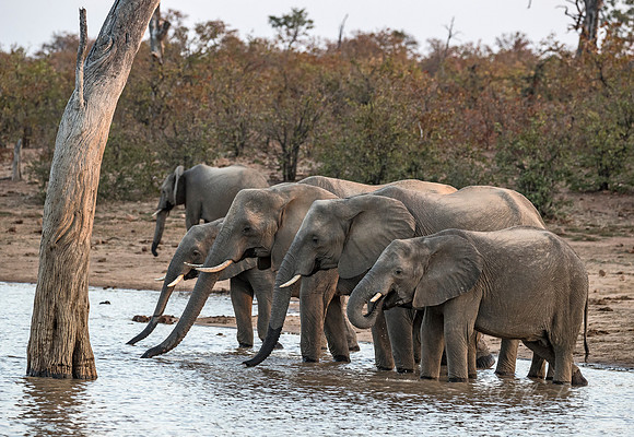 082 African Bush Elephants (Loxodonta africana) - KNP South Africa