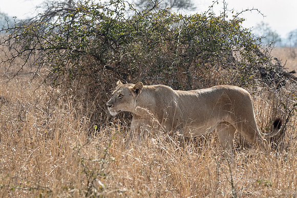 139 Lion (Panthera leo) - KNP South Africa