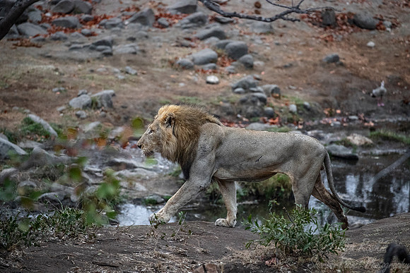 145 Lions (Panthera leo) - KNP South Africa