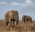 072 African Bush Elephants (Loxodonta africana) - KNP South Africa