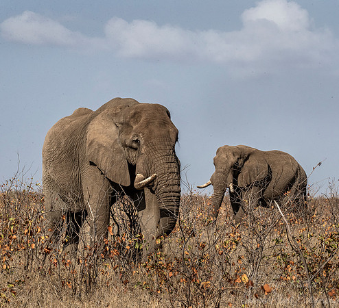 072 African Bush Elephants (Loxodonta africana) - KNP South Africa