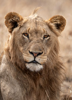 2018 South Africa Elephants and Cats