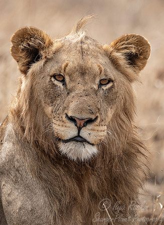 136 Lion (Panthera leo) - KNP South Africa