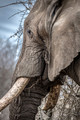 074 African Bush Elephant (Loxodonta africana) - KNP South Africa