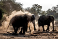 071 African Bush Elephant (Loxodonta africana) - KNP South Africa