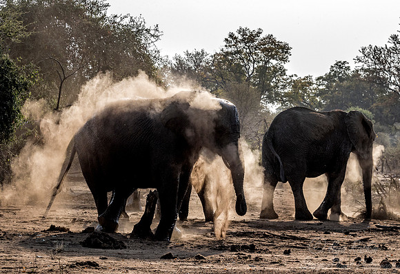 071 African Bush Elephant (Loxodonta africana) - KNP South Africa