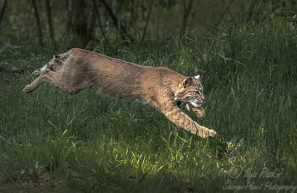 205 Bobcat (Lynx rufus) - Minnesota Wildlife Connection