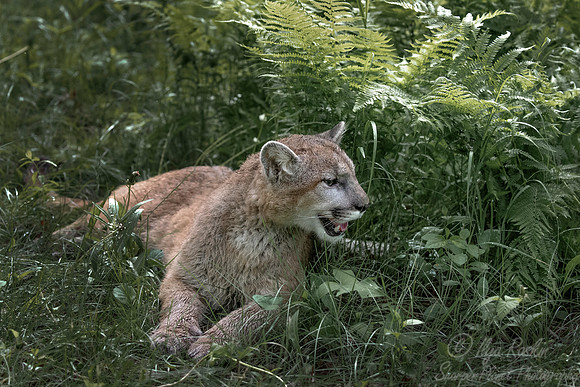 187 Mountain Lion or Cougar (Puma concolor) - Minnesota Wildlife Connection