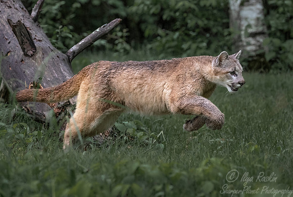 188 Mountain Lion or Cougar (Puma concolor) - Minnesota Wildlife Connection