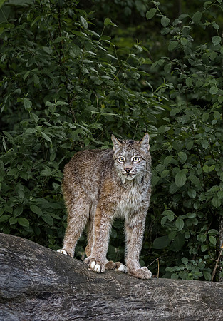 196 Canada Lynx (Lynx canadensis) - Minnesota Wildlife Connection