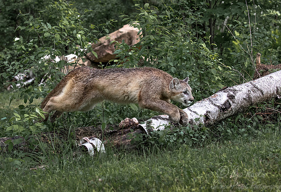 189 Mountain Lion or Cougar (Puma concolor) - Minnesota Wildlife Connection