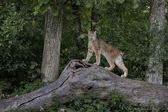 198 Canada Lynx (Lynx canadensis) - Minnesota Wildlife Connection